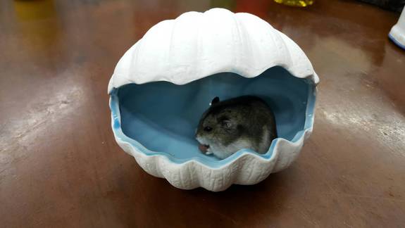 (特價)消暑海洋貝殼陶瓷窩(黃金鼠可用)-藍色-大款